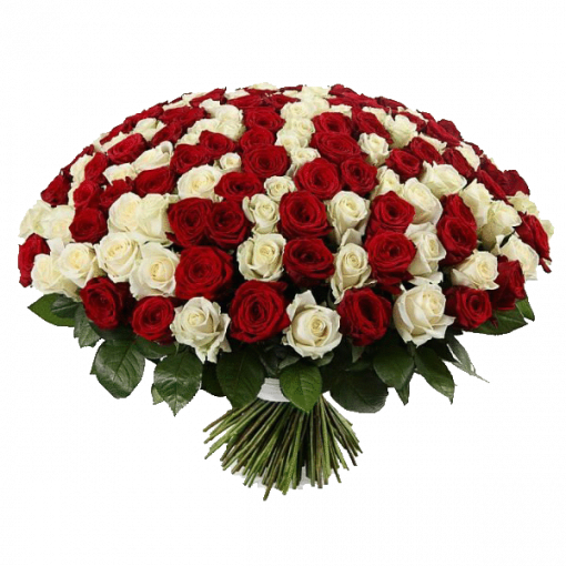 Фото товара 201 красно-белая роза в Мариуполе