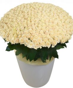 Фото товара 301 белая роза в большом вазоне в Мариуполе