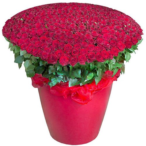 Фото товара 301 красная роза в большом вазоне в Мариуполе
