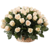Фото товара 51 кремовая роза в корзине в Мариуполе