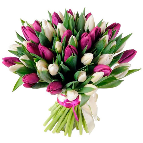 Фото товара 51 бело-пурпурный тюльпан (с лентой) в Мариуполе