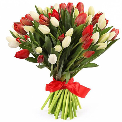 Фото товара 51 красно-белый тюльпан (с лентой) в Мариуполе